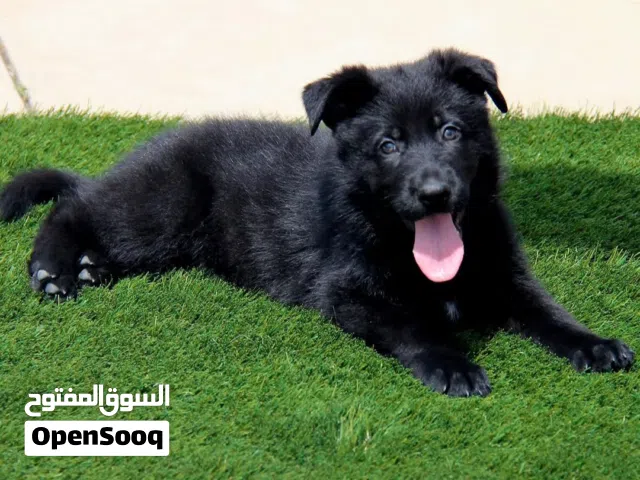 German shepherd black jack جراوي جيرمن بلاك جاك
