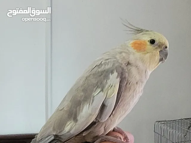كوكتيل أليف جداجدا يحب الأطفال مع قفص كبير البيع بسبب السفر السعر 30دينار