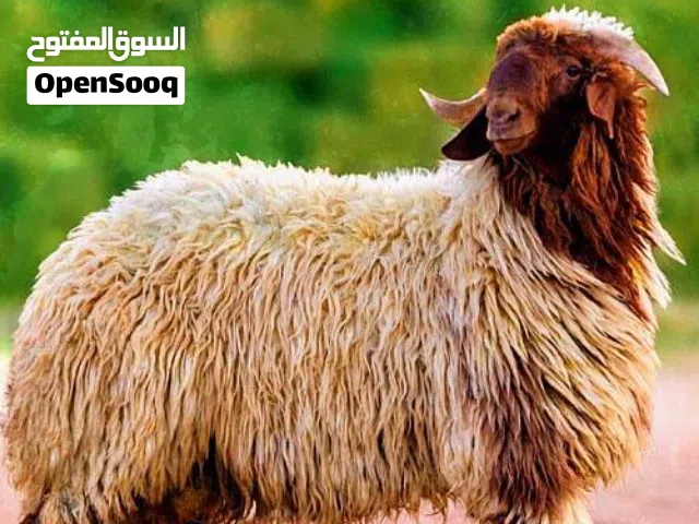 خرفان رمسي اوزان من35ك وفوق 6دنانير قايم  يتوفر عبر بلدي الكيلو 5.5 قائم