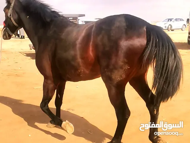 موجود خيل نخب اول