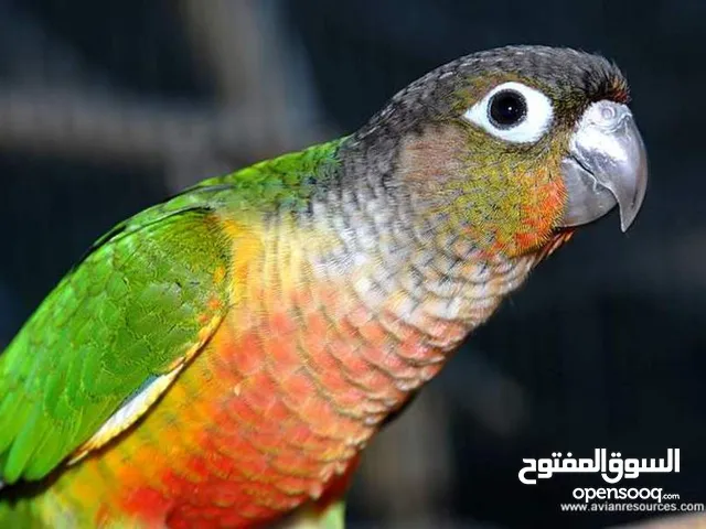 غرين شيك اليف للبيع