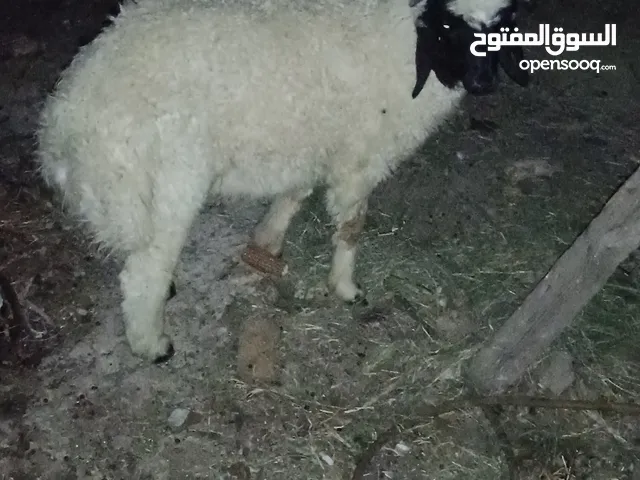 خروف سمين خير من الله الوصف