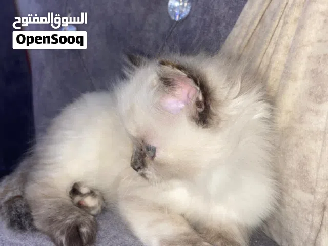 شيرازي مهجن بهملايا عمرها اقل شهرين
