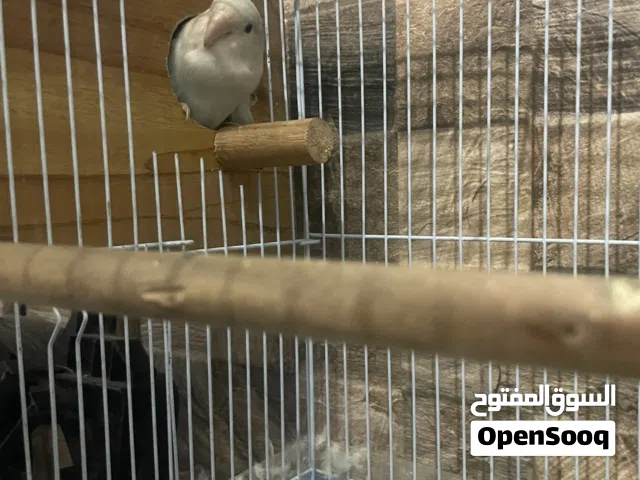 زوج غندوره