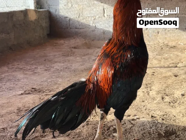للبيع ديك ميوالي