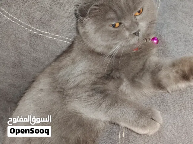 قط سكوتش للبيع مدرب اليف جدا لعوب