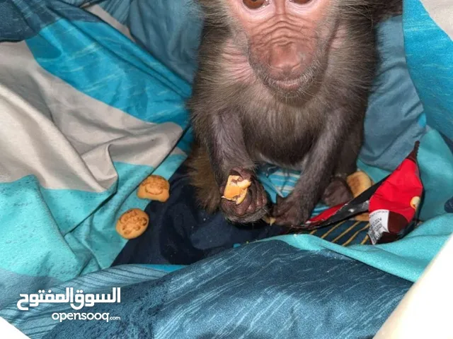 شاذيتين للبيع سعر الواحد ب130 يوجد توصيل لجميع مناطق الكويت عمرهم 3 اشهر