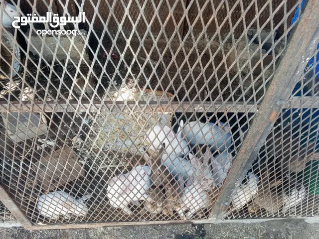 ارانب فرنسيه والاحجلم مخالفه للبيع