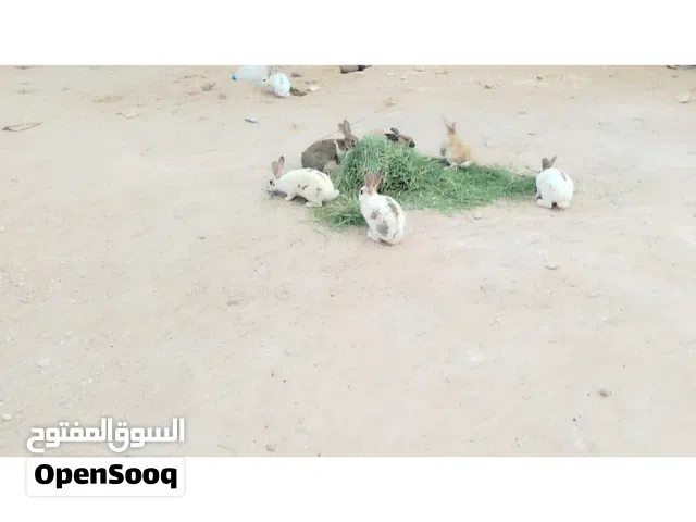 ارنب للبيع