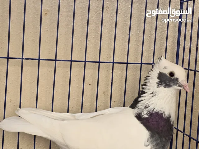 حمام للبيع الحبه ب 45