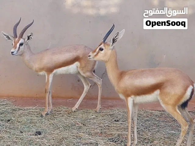 كوبية غزال الريم  عشراء