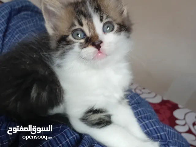 قطط عدد 2شيرازي العمر 36 يوم انفطمو وصحة ممتازه لعوبات متعودين على لتر بكس ولواي فوت واكل البيت