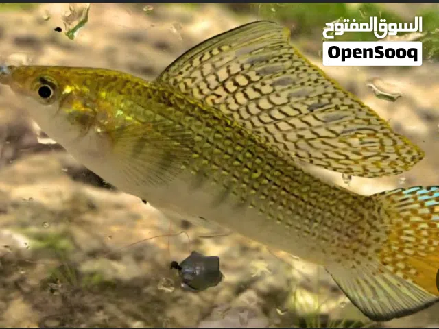 متاح سمك مولي بالجميع الحجام