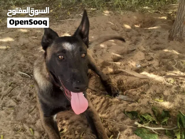 ذكر مالينوا  بلجيكي