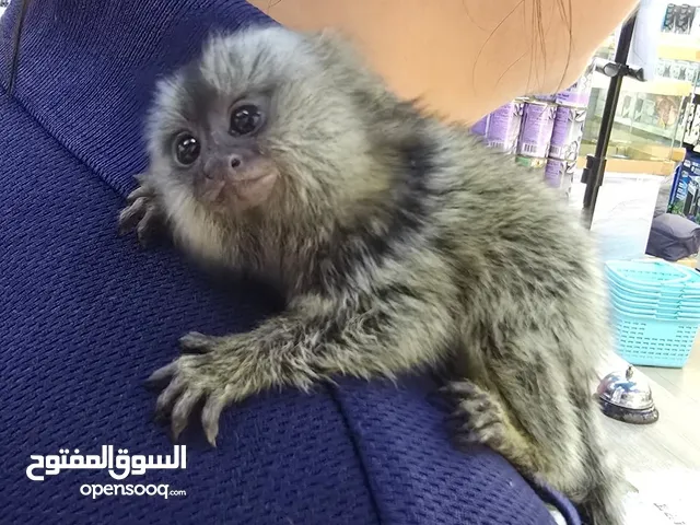 قرد مارموسيت جميل