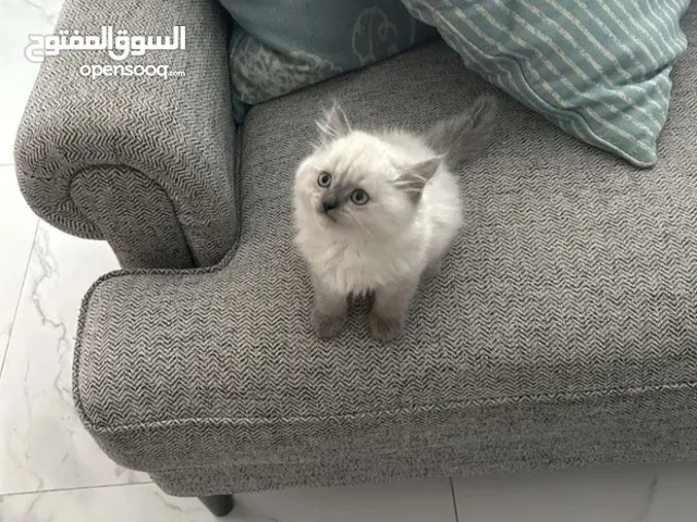 Pure Ragdoll Kittens