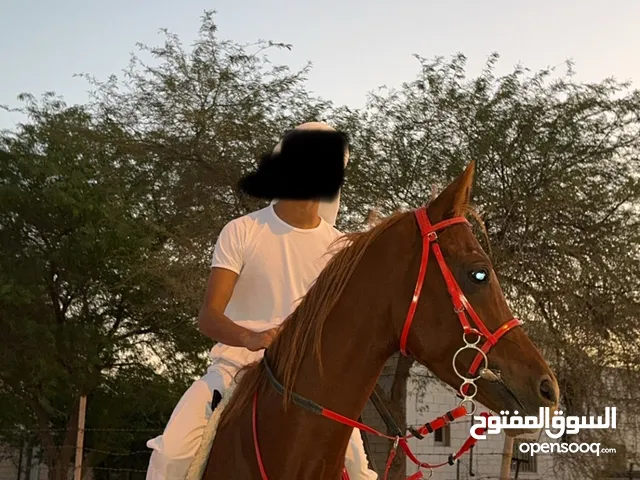 للبيع حصان مصري