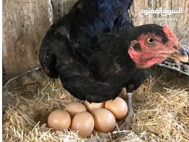 ابحث عن بيض دجاج باكستاني