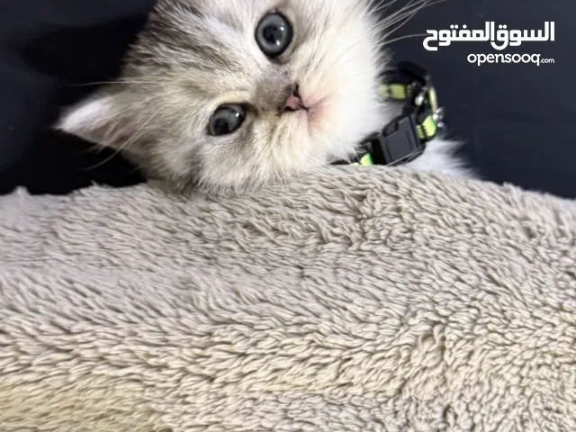 قط سكوتش ذكر عمره شهرين