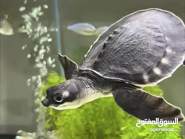 سلاحف فلاي ريفر