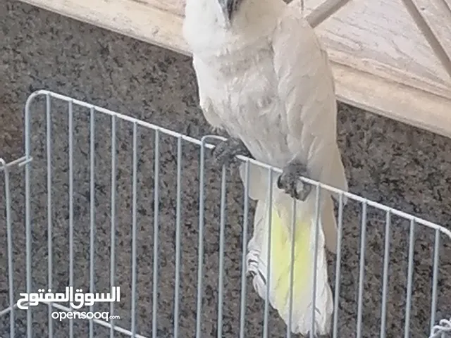 كاكاتو سلفر انثي صغيرة
