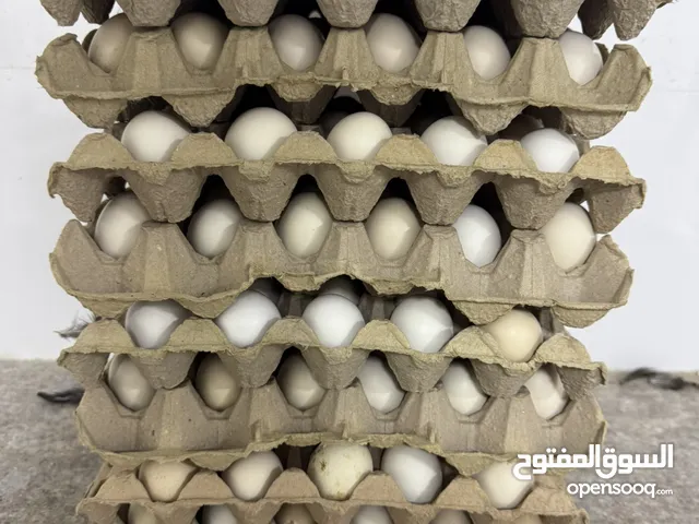 بيض للبيع eggs for sale