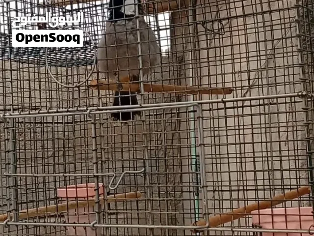 بلبل طايح ياكل من اليد ويطك جناح