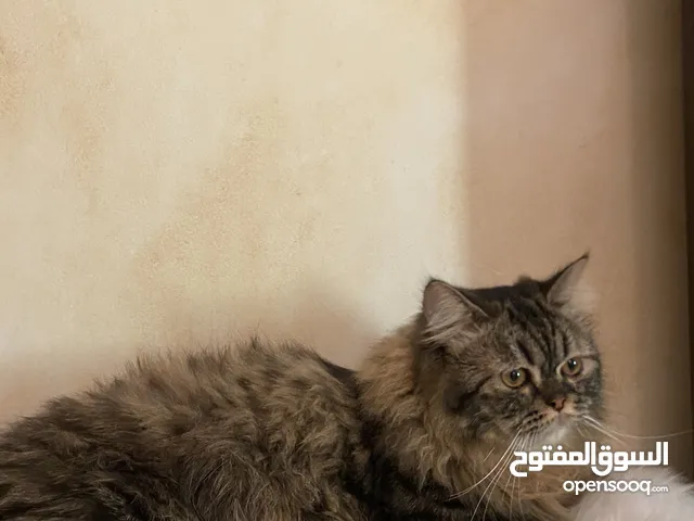 قط للتبني جميل