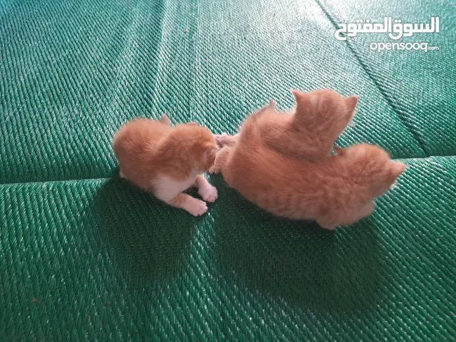 قطه ام مع 3اولاد اعمارهم تقل من شهر