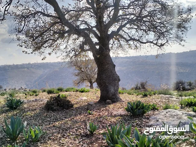 موجود حبشه لون اسود