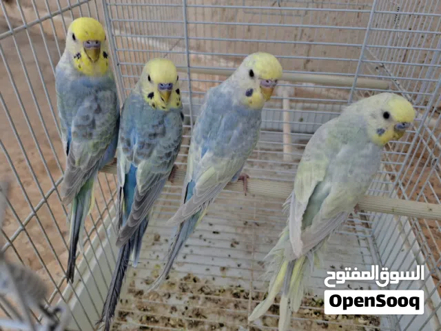 4 دكورة رينبو