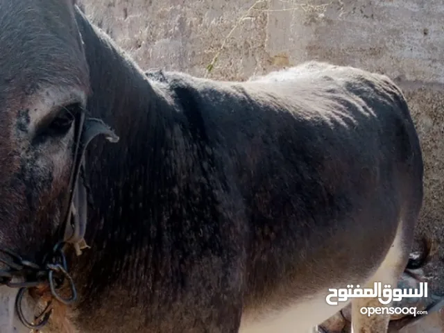 حماره للبيع