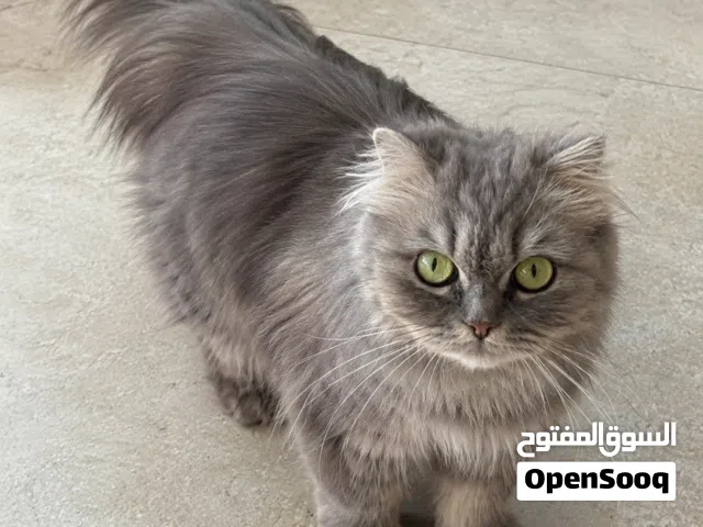 قطة سكوتش مكس بلدي