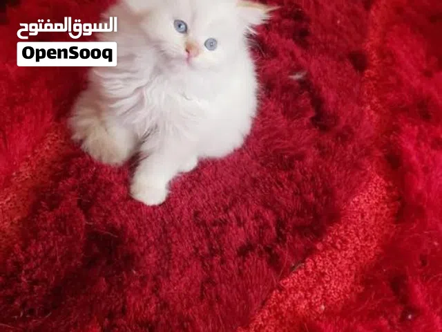 قط صغير االيف ونظيف