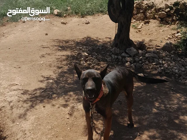 كلب مالينو العمر سنه وشهر