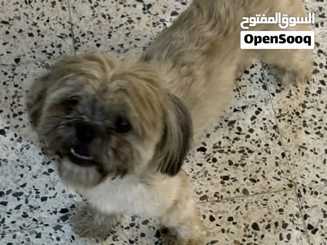 للبيع كلب شيتزو ذكر