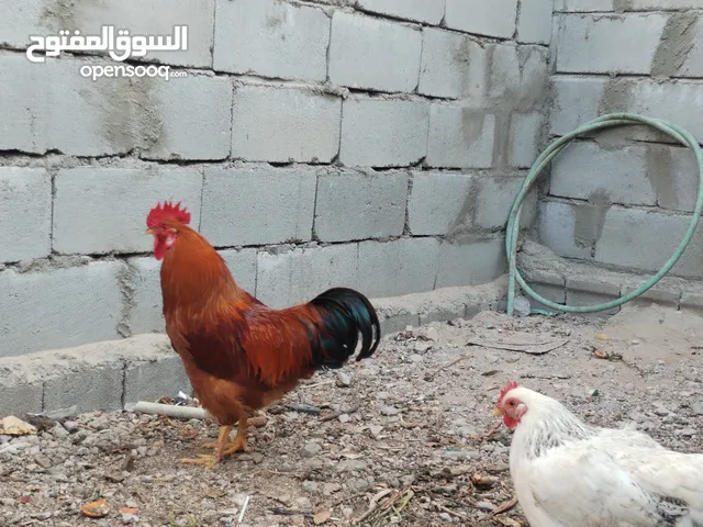 دجاجه وديك