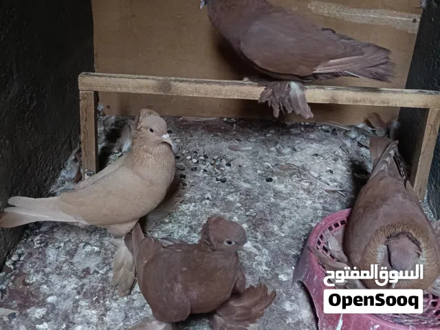 السلام عليكم حمام راعب زوجين وتك كلش حلوات وخشنات وبصحه زينه اعمارهن 8اشهر او 9 امايات وجواهن بيض