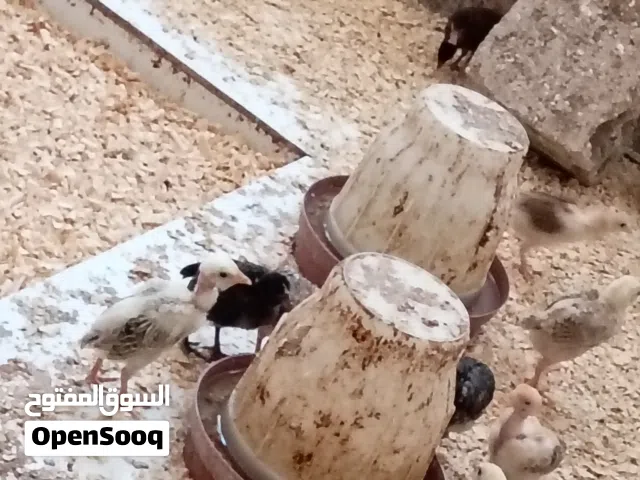 متوفر صوص بلدي ماركا الشمالية جسر الببسي