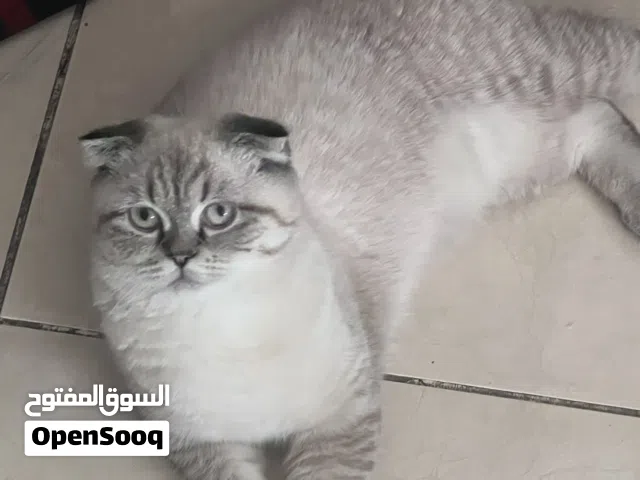قطه سكوتش فولد سته اشهر