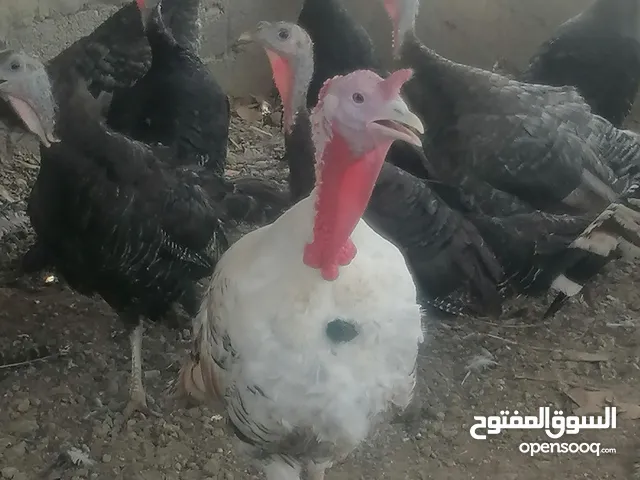 دجاج رومي منتج للبيع جمله فقط