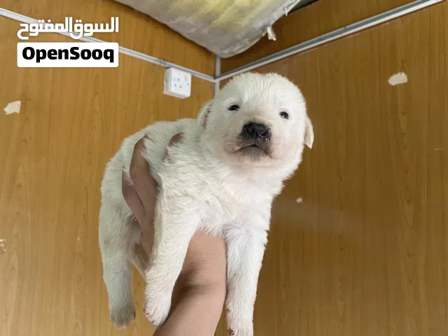 اربع ذكور واربع اناثي