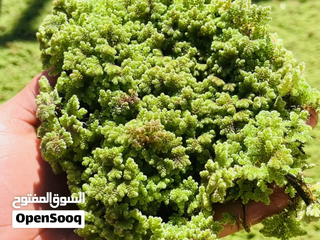 متوفر الازولا ربي ايبارك في قصر الاخيار