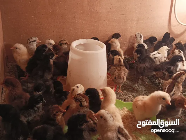 افراح دجاج عرب البيع