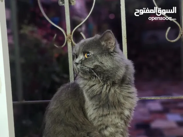 قطة للبيع نظيفة جداً تم شرائها وھي صغيرة وتربيتھا سبب البيع الحاجة للمال ......... يتبع