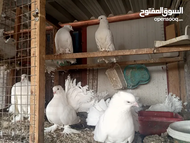حمام عرايس للبيع الزوج على 15الف وبيهن مجال