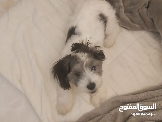 كلب شيتزو كلب شيتزو