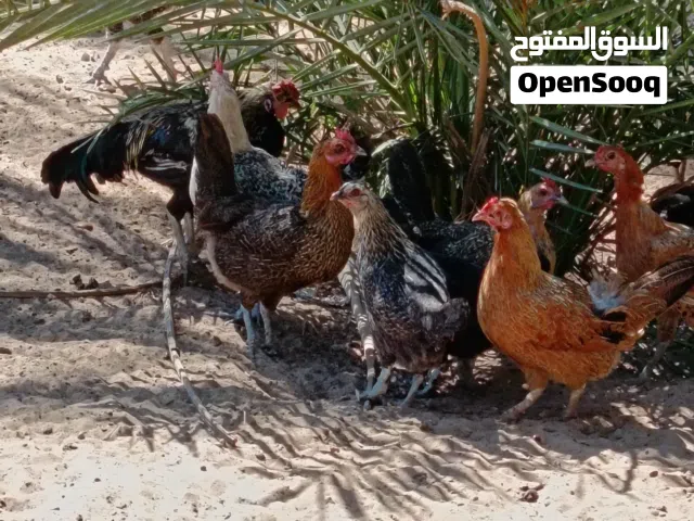دجاج للبيع جمله  دجاج الله يبارك يدحي ويحضن تبارك الرحمن عز ما تكسب