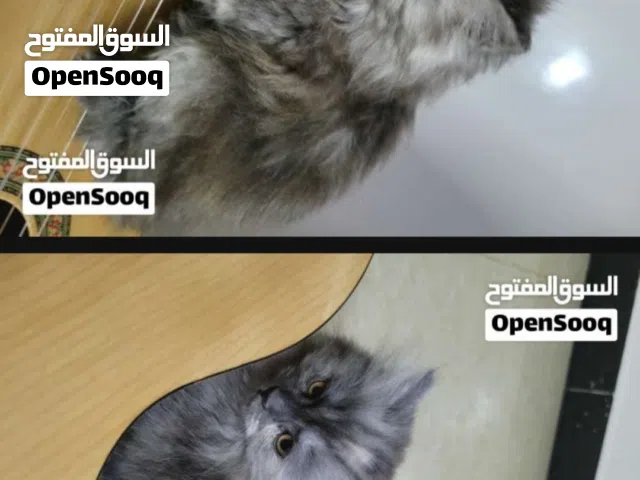 قطط شيرازيه صغيره  كيوت مدربة على الحمام وجاهزه للانتقال لبيتها          سعر خيالي