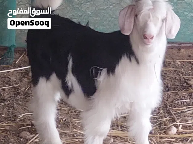 ماشاءالله تبارك الرحمن سخله من حلال الرحوب الفاخر معرفه اللون الملكي